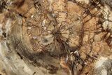Colorful Petrified Wood (Araucaria) Round - Madagascar #325544-1